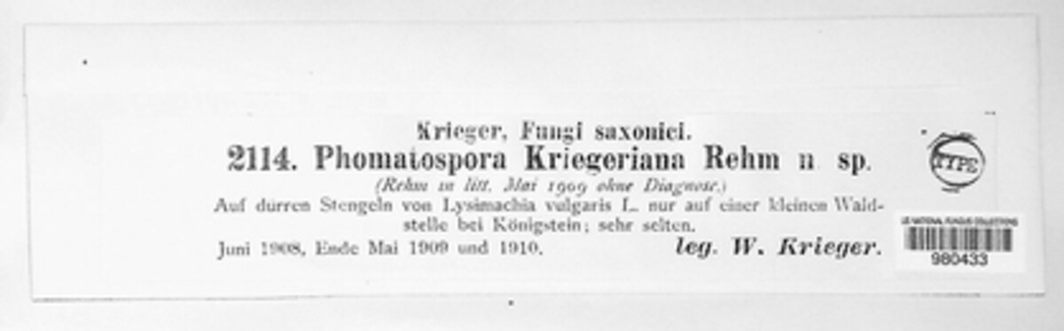 Clypeoporthella kriegeriana image